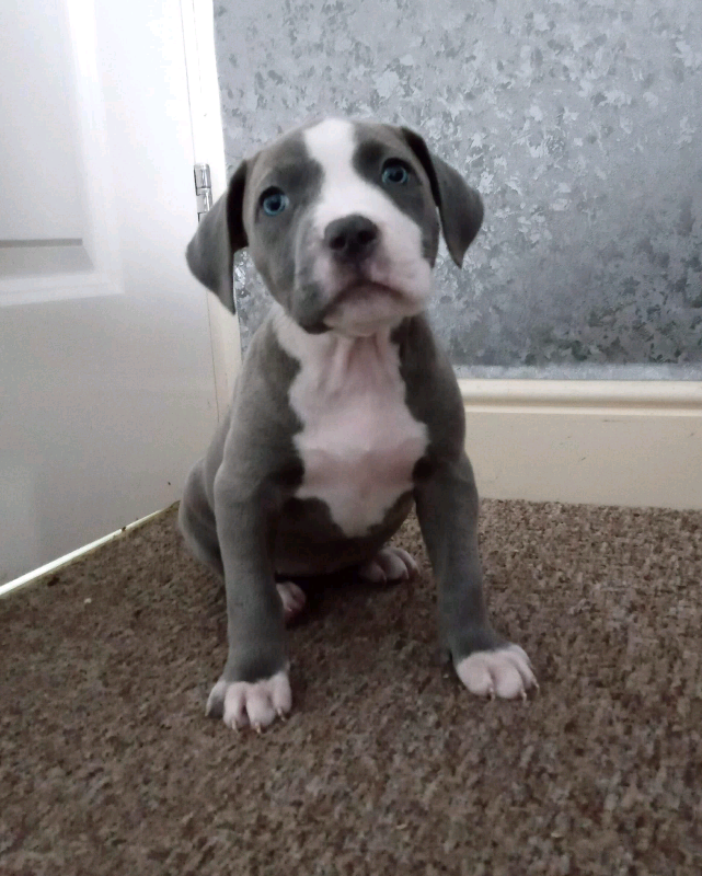 gumtree american bully